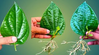 How To Grow Betel Leaves (Paan) Plant From Single Leaves Resimi