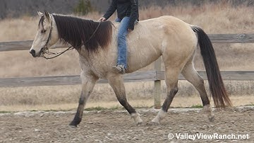 Snooks Double Wonder***For info, price, etc., go to our website***ValleyViewRanch.net