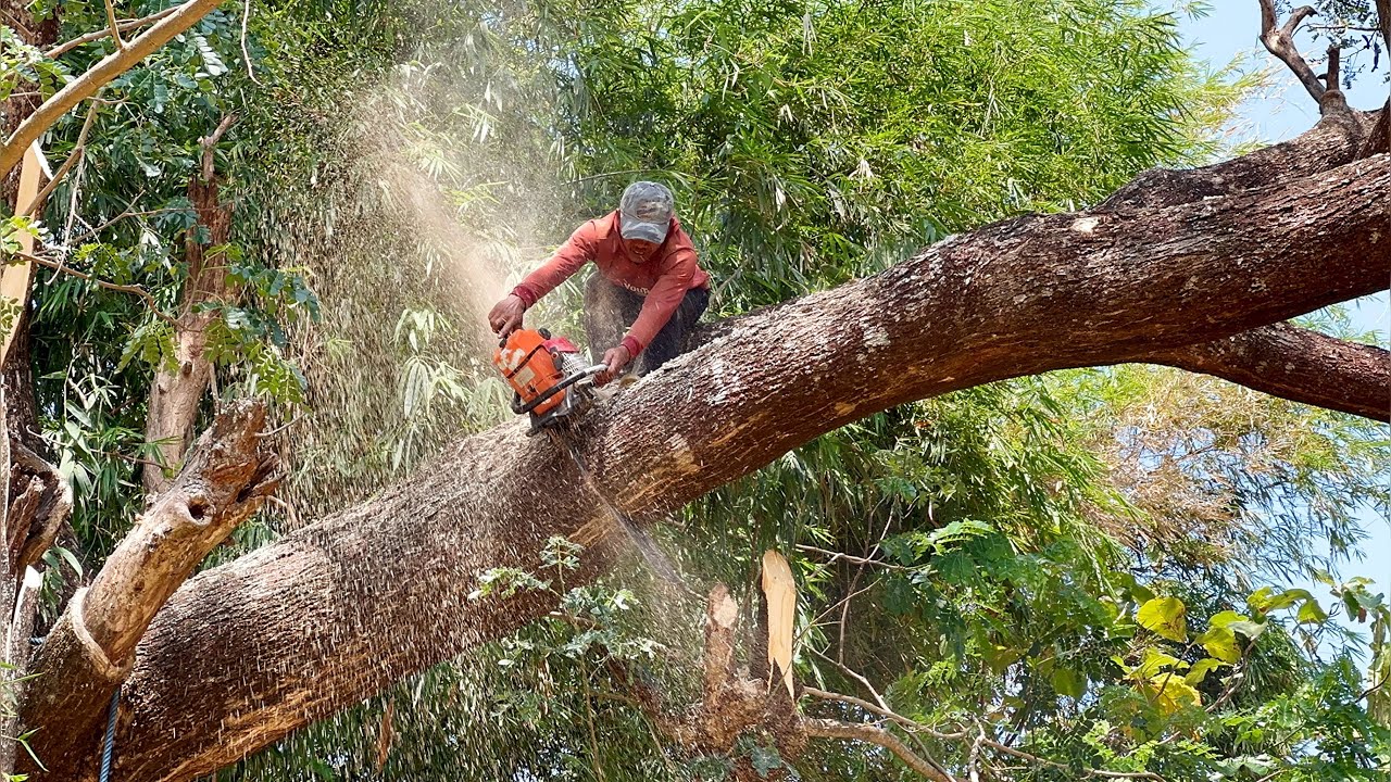 Cut down two dangerous leaning tree ‼️ - YouTube