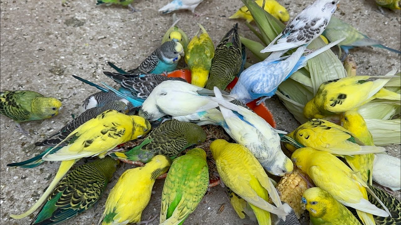 Most Hungry Budgies Getting Evening Diet Treat Feeding Chicks And loud sounds 😁😉