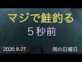 北海道の鮭釣りVLOG マジで鮭釣る５秒前 雨の日曜日 2020.9.27