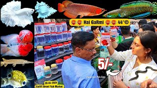 Recent Aquarium Fish Price Update | Galiff street Fish Market | Galiff Street new video 28042024