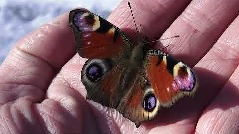Бабочка проснулась зимой 🦋 Павлиний глаз