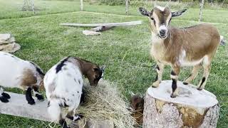 Goat dinner by Collie Rough, Dutch goat and rabbit 375 views 1 year ago 4 minutes, 2 seconds