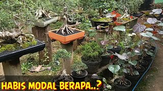 BUDIDAYA BONSAI versi petani modal habis berapa..??