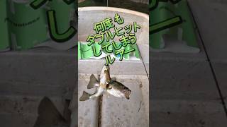 メガバス レベルスイマー 2025MODELを投げたらダブルヒットが連発しました #バス釣り #メガバス