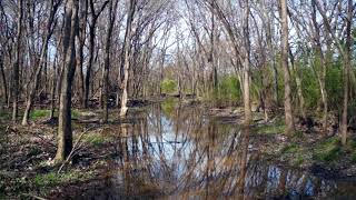 Forest Wetland in Winter Reflecting Trees | FREE NATURE STOCK FOOTAGE