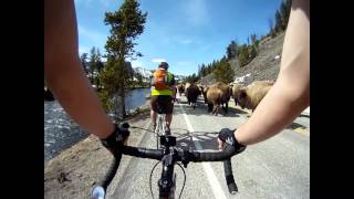 Road Biking Yellowstone 2012