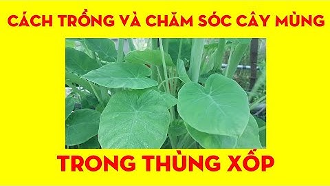Cách Trồng Mùng Trong Thùng Xốp