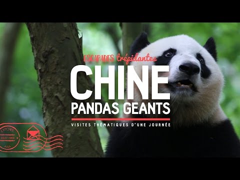 Vidéo: Le Parc De Panda Géant De Chine Est énorme