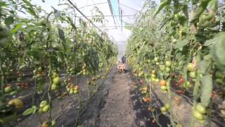 Les Serres des l'Anglois à Angoulins-sur-Mer, production de fruits et légumes Bio