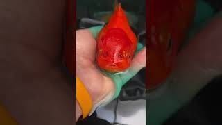 Goldfish with Dropsy / Egg-bound Update