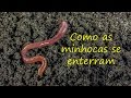 Bichos de jardim  como as minhocas se enterram