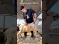 The Efficient Technique Of Professional Sheep Shearing Services
