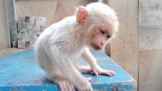 The cutes blonde baby monkey