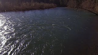 Cowlitz river Blue creek winter Steelhead