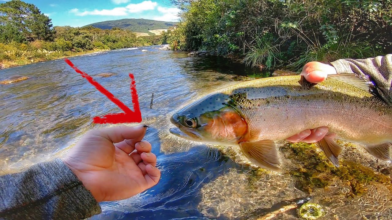 Easy Way To Catch Trout Using Water Bobbers & Artificial Flies. (Fly  Fishing?!) 