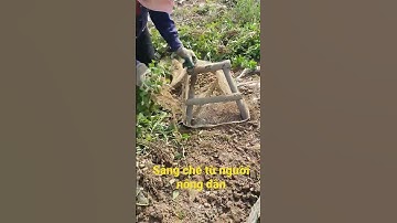 cách thu hoạch lạc của mẹ.