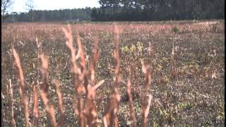 Details released on call center bringing 665 jobs to Horry County