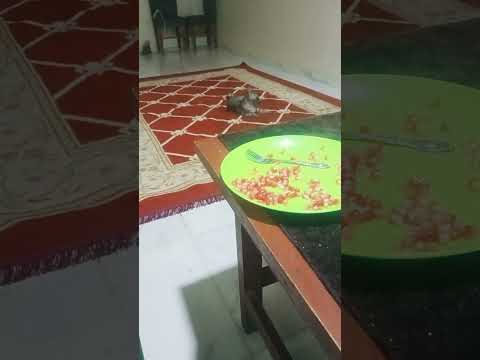 لسنا مصابون بالغرور ولكن تاريخنا لم يدع لنا مجالا للتواضع الاسد