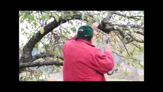Pruning Seminar - Part 1 of 6