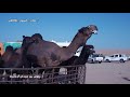 ملاك فحول الابل علوش بن عبيدان آل وثيله