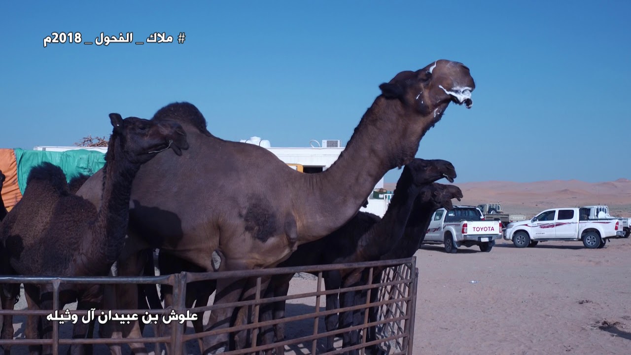 ملاك فحول الابل   علوش بن عبيدان آل وثيله