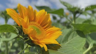 Experts say allergy season is getting stronger, lasting longer