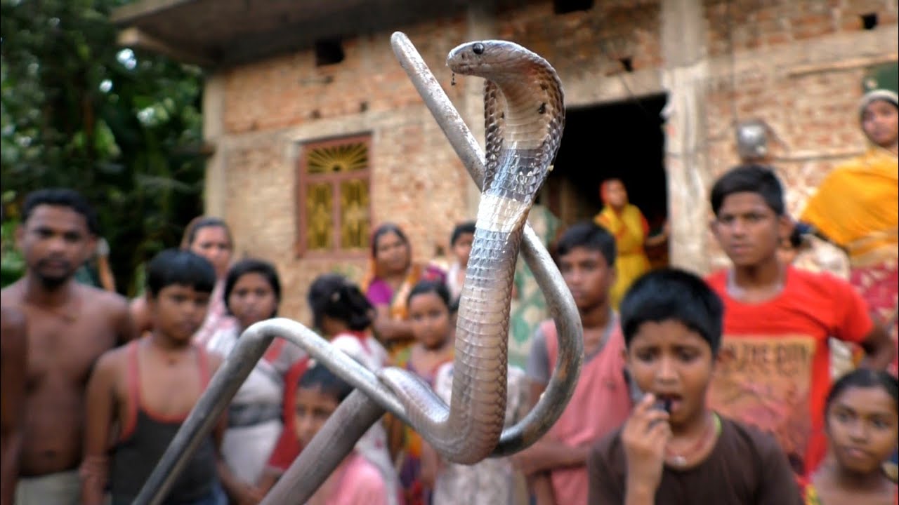 Very Angry Baby Monocled Cobra Rescue From: Dhusuri, Odisha