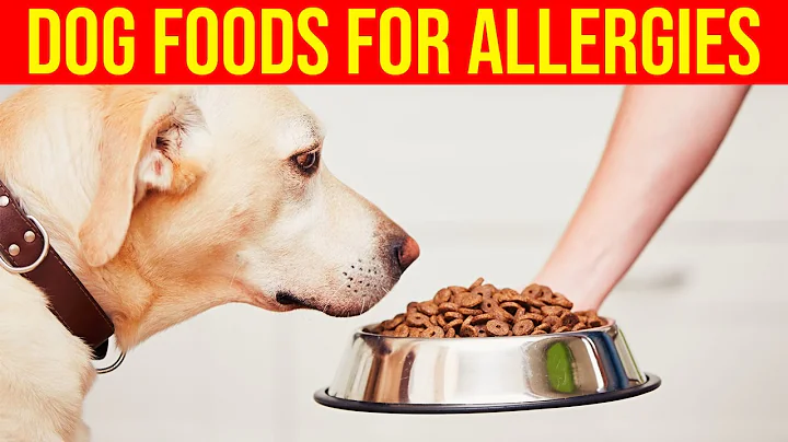 7 Best Foods For Dogs With Allergies/ Amazing Dogs