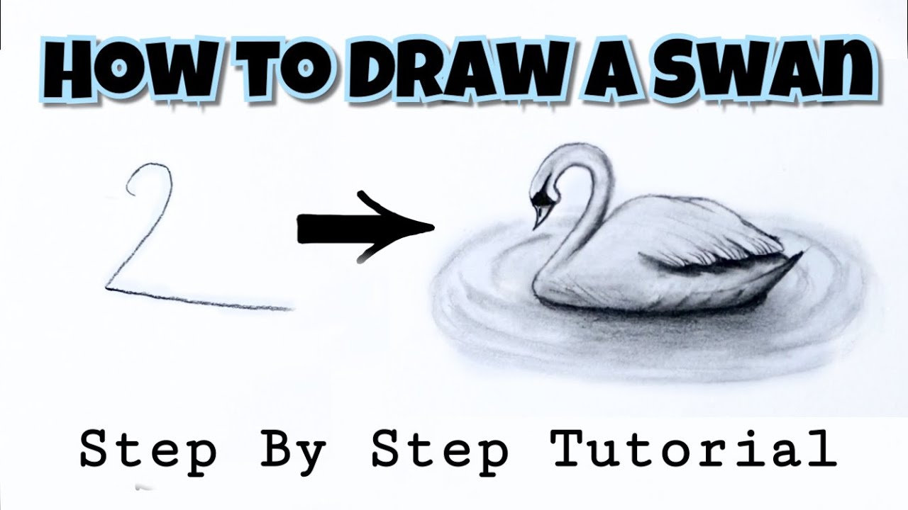 How To Draw A Swan | Easy Tutorial | Step By Step | Arts Core - YouTube