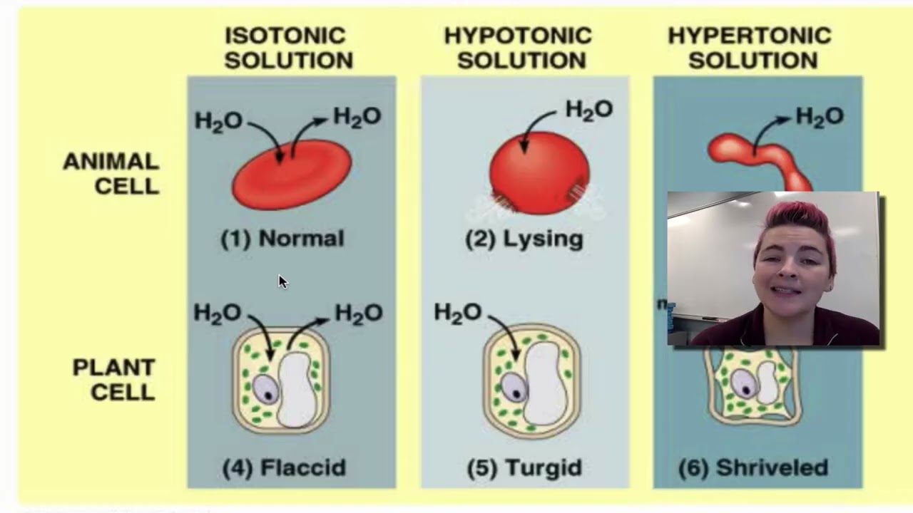 AP Bio Cell Membrane