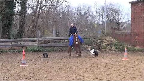 Berber Wallach Thanos & Mini Aussie Flux & Karen U...