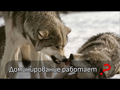 Доминирование в воспитании собак и последствия