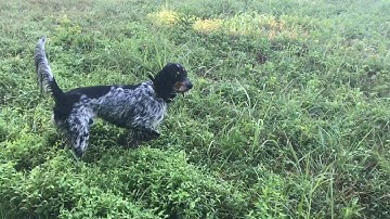 Working steady to flush with English Setter at Orapax