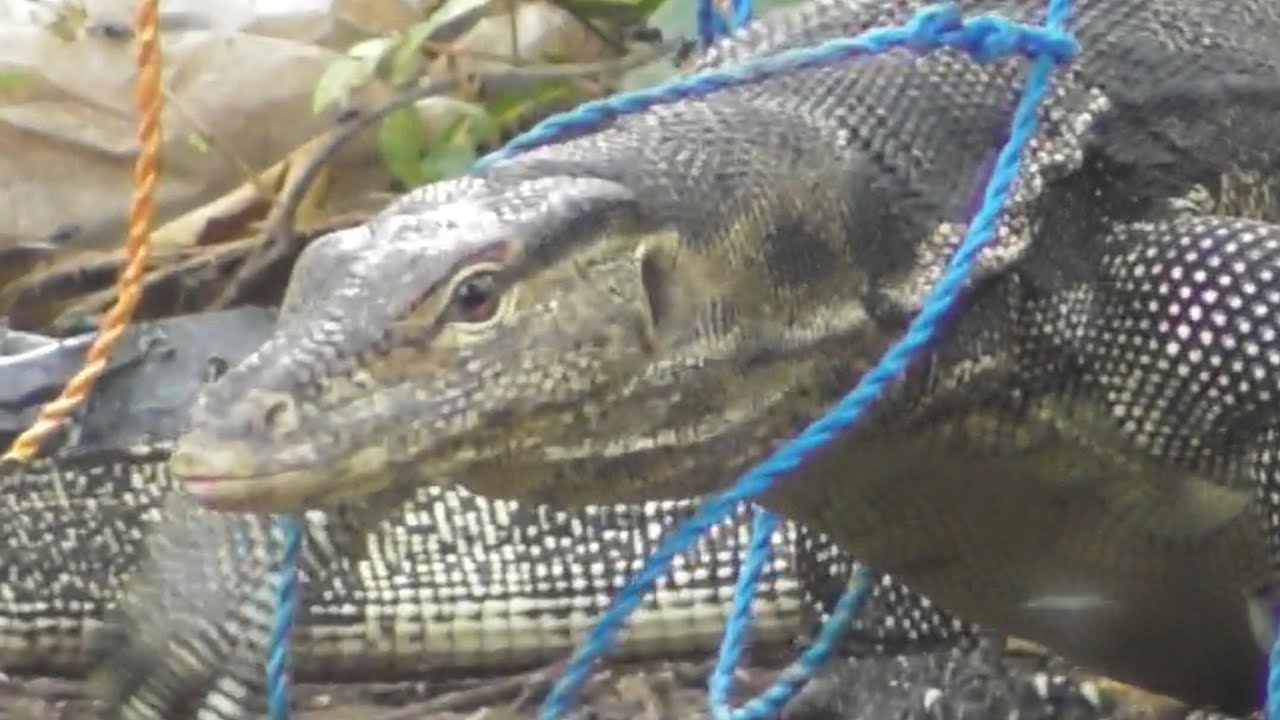 Hampir 2 ekor masuk jerat