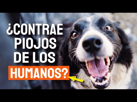 Video: Los Piojos y su Perro