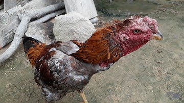 Tus Lau Qaib Keej Heev