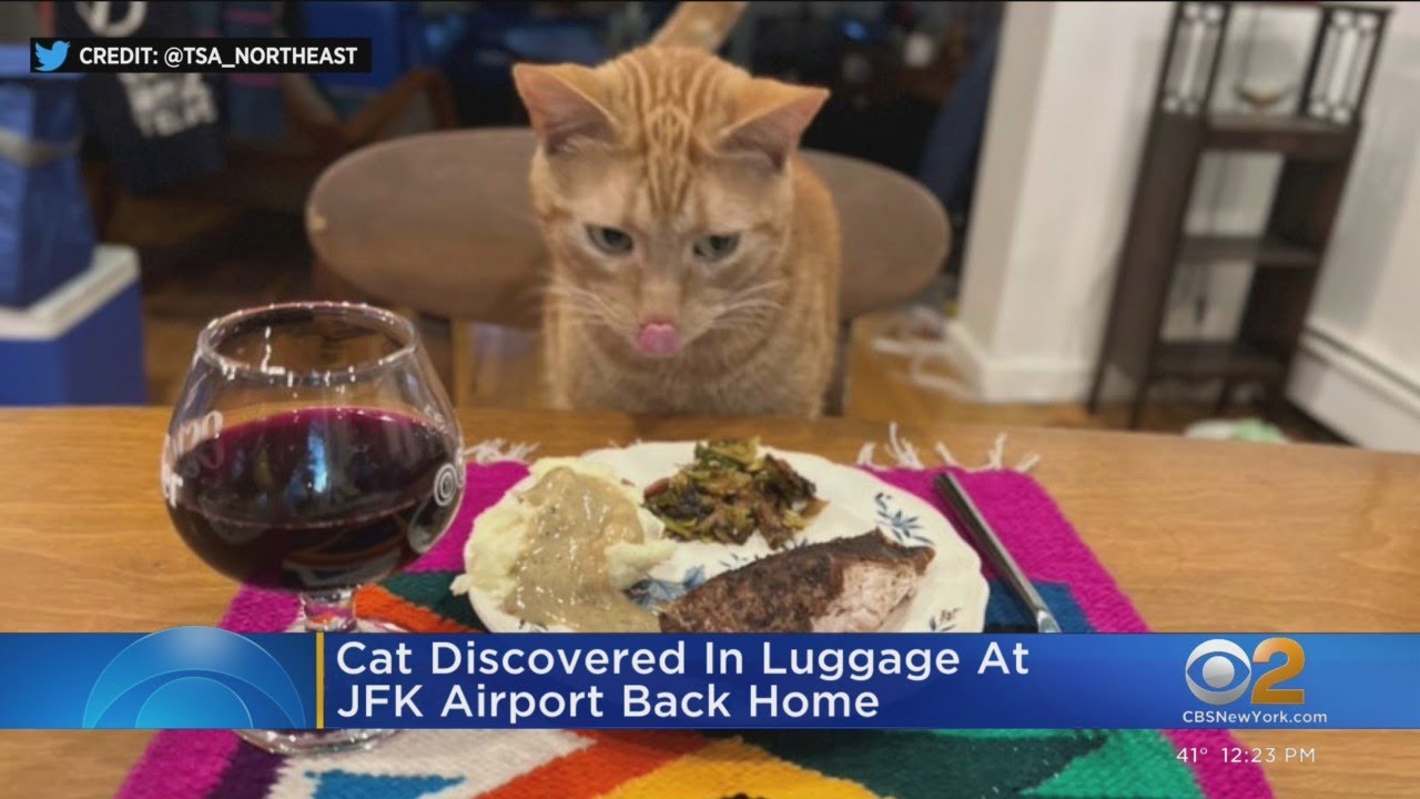 Update on cat found in luggage at JFK YouTube