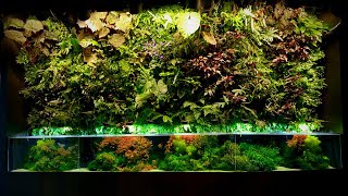 Most Beautiful Planted Aquariums! - Amazon Spheres in-depth Tour