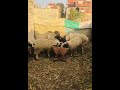 15 خروف لحم للذبح برقى حر للتواصل أ أحمد 01068421132
