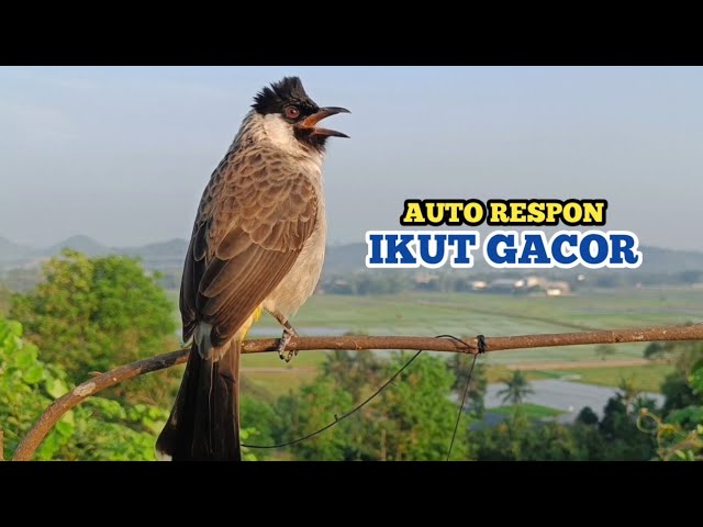 Suara Burung KUTILANG GACOR, Ampuh Untuk Suara Panggilan Burung Kutilang AUTO Ikut Gacor class=