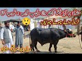 Beautiful male female buffaloes for qurbani  haripur maweshi mandi by my life channel