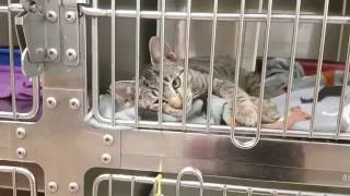 Cat Adoption Room Walk Thru 10/22/16