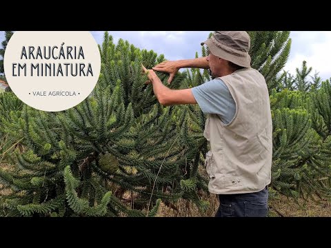 Vídeo: Qual a altura dos pinheiros do sul?