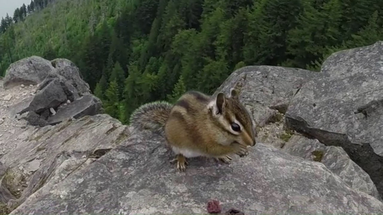 Angel's Rest, Columbia River Gorge, Oregon, USA
