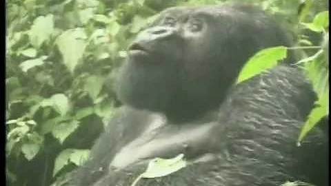 Eugne Rutagarama: 2001 Goldman Prize winner, Rwanda