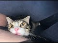 Funny Gordon Ramsay as a Cat.