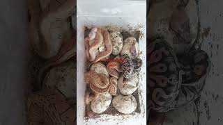 خروج ٧ ثعابين من البيض  # ثعبان #ثعابين #زواحف #حب #pets #snake #snakevideo #تربية_الثعابين جزء ٣