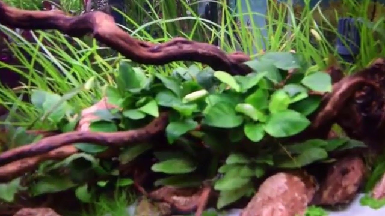 Aquarien am Fluval-Stand Heimtiermesse Hannover 6.2.2016
